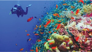 Red Sea Diving
